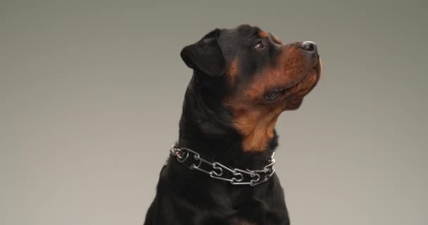 Vídeo Vista Lateral Cão Rottweiler Curioso Com Colarinho Olhando Para — Vídeo de Stock