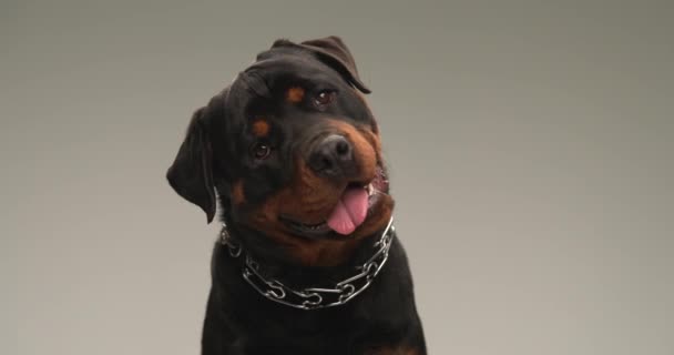 Güzel Rottweiler Köpeği Tasmasını Yana Doğru Eğerek Hareket Ediyor Soluk — Stok video