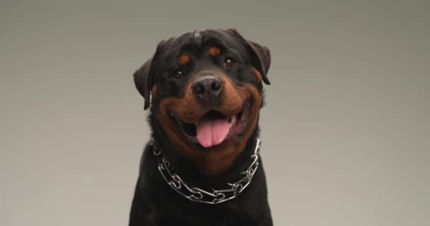 Χαριτωμένο Σκυλί Rottweiler Φορώντας Κολάρο Προεξέχει Γλώσσα Και Λαχάνιασμα Ενώ — Αρχείο Βίντεο