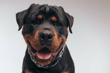 Portrait of  adorable Rottweiler dog panting at the camera and feeling happy, sitting, wearing a collar against gray studio background