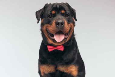 Portrait of  beautiful Rottweiler dog feeling happy and smiling with tongue out, sitting, wearing a red bowtie against gray studio background