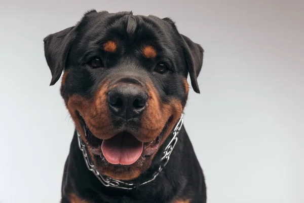 Portrait Adorable Rottweiler Dog Panting Camera Feeling Happy Sitting Wearing — Foto Stock