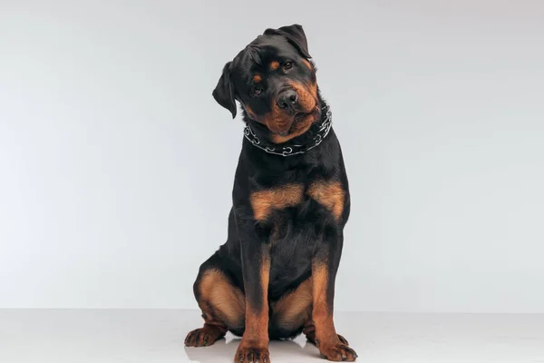 Full Body Picture Sweet Rottweiler Dog Feeling Confused Looking Camera — Foto Stock