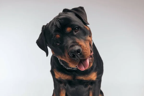 Portrait Cute Rottweiler Dog Sticking Out Tongue Tilting Head Sitting — Stock Photo, Image