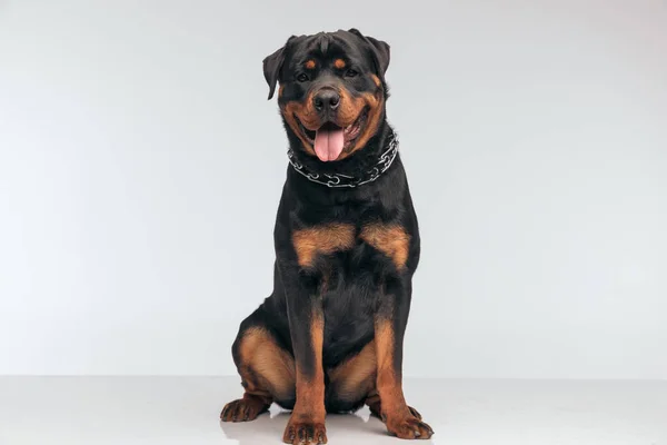 Full Body Picture Beautiful Rottweiler Dog Panting Camera Feeling Happy — Foto Stock