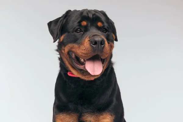 Portrait Beautiful Rottweiler Dog Sticking Out Tongue Looking Away Sitting — Foto Stock