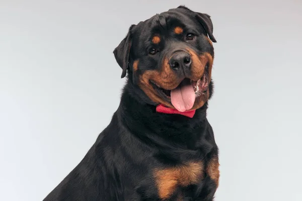 Portrait Adorable Rottweiler Dog Sticking Out Tongue Feeling Happy Sitting — Foto Stock