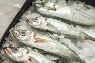 picture of four raw seabass fish on ice ready to be cooked for a delicious and healthy dinner