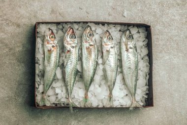 table top picture of fresh raw seabass fish in a box full of ice cubes on top of texture background, concept of fresh food