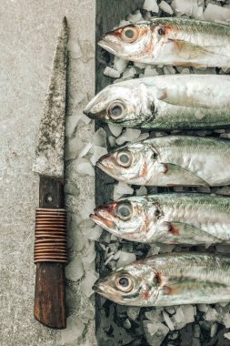 top view of fresh uncooked seabass fish on ice with a rusty blade knife on top of texture background