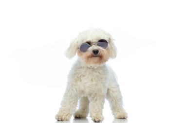Picture of little Bichon dog with cool vibe, standing, wearing sunglasses against white studio background