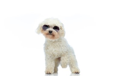 Picture of adorable Bichon dog posing like a boss, standing, wearing sunglasses against white studio background