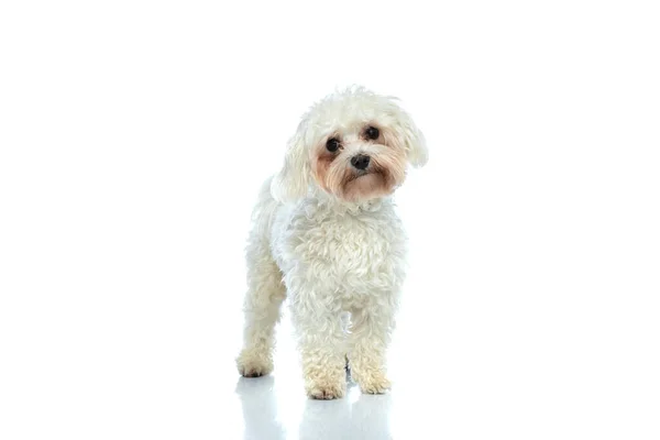 Picture Cute Bichon Dog Looking Camera Standing White Studio Background — ストック写真