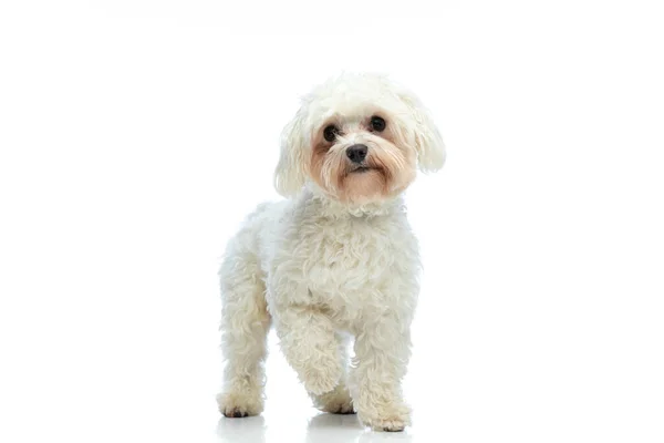 Picture Little Bichon Dog Posing One Paw Folded Standing White — ストック写真