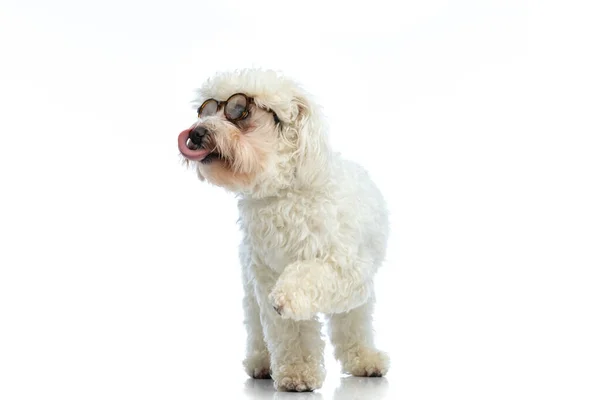 Picture Beautiful Bichon Dog Licking His Nose Looking Side Standing — ストック写真