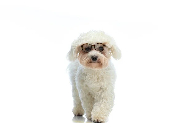 Picture Sweet Bichon Dog Walking Camera Standing Wearing Eyeglasses White — ストック写真