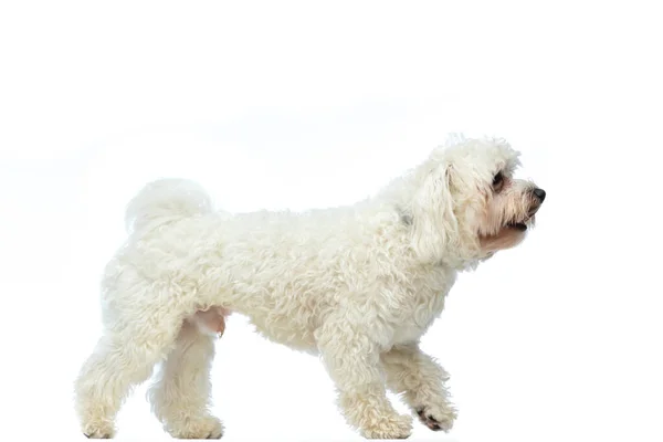Picture Little Bichon Dog Barking Stranger Standing Wearing Leash Neck — ストック写真