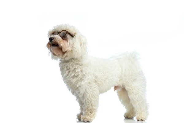 Picture Cute Bichon Dog Looking Away Being Curious Standing Wearing — ストック写真