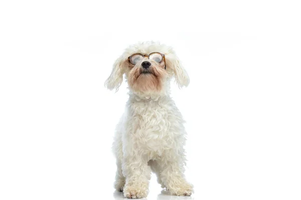 Picture Adorable Bichon Dog Looking Him Standing Wearing Eyeglasses White — ストック写真