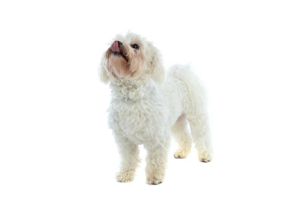 Picture Beautiful Bichon Dog Licking His Mouth Looking Standing White — Stock Photo, Image