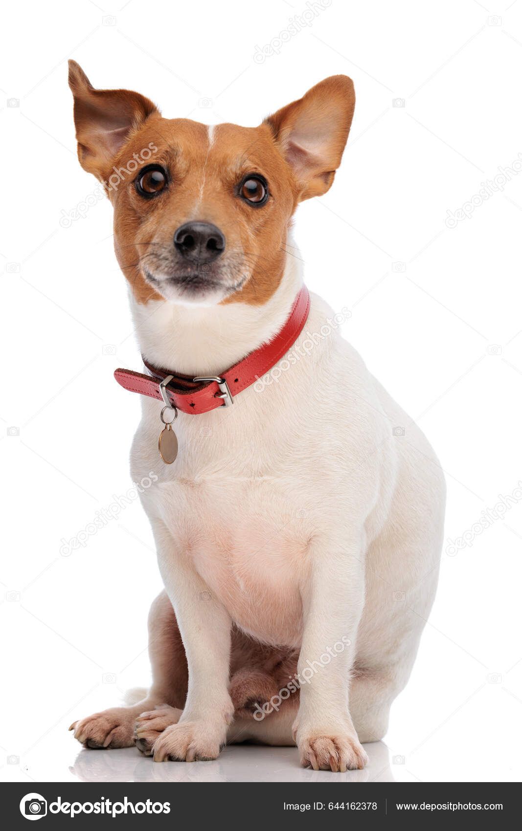 Red jack russell best sale terrier