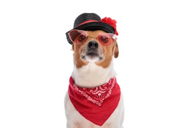 Şapkalı, güneş gözlüklü, kırmızı bandanalı, beyaz arka planda oturan meraklı küçük Jack Russell Terrier köpeği.