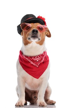 Güzel Jack Russell Terrier köpeği. Şapka, kırmızı bandana ve güneş gözlüğü takıyor. Stüdyoda beyaz arka planda otururken yukarı bakıyor.