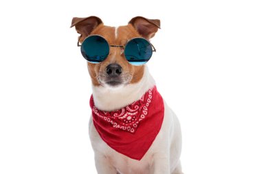 Havalı Jack Russell Terrier 'in portresi. Kırmızı bandana takıyor ve stüdyoda beyaz arka plan önünde güneş gözlüğü takıyor.