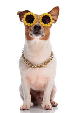 Stüdyoda beyaz arka planda otururken güneş gözlüğü ve altın yaka takan havalı Jack Russell Terrier köpeği