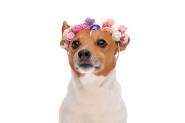 Küçük sevimli Jack Russell Terrier köpek yavrusu çiçek bandıyla uzaklara bakıyor ve stüdyoda beyaz arka planda poz veriyor.
