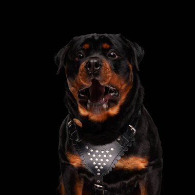 Siyah arka planda otururken yemek bekleyen ve hasret çeken hevesli bir köpek. 
