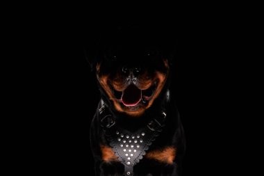 Tatlı Rottweiler köpeği siyah arka planda otururken dilini çıkarıp nefes nefese kalmış.