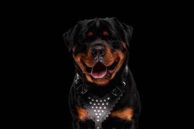 Mutlu Rottweiler köpeği siyah arka planda otururken dilinden sarkan deri yakalı ve nefes nefese