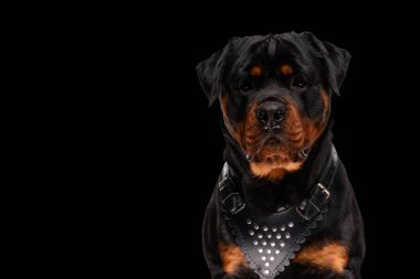 Siyah arka planda oturan deri yakalı değerli Rottweiler. 