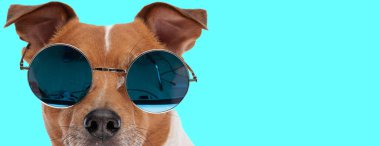 Güzel Jack Russell Terrier 'ın fotoğrafı. Hayvan temalı bir fotoğraf çekiminde güneş gözlüğü takıyor.