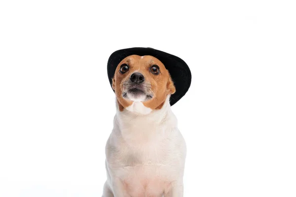 面白いジャック ラッセル テリア犬とともに帽子座ってスタジオの白い背景の前を見上げ — ストック写真