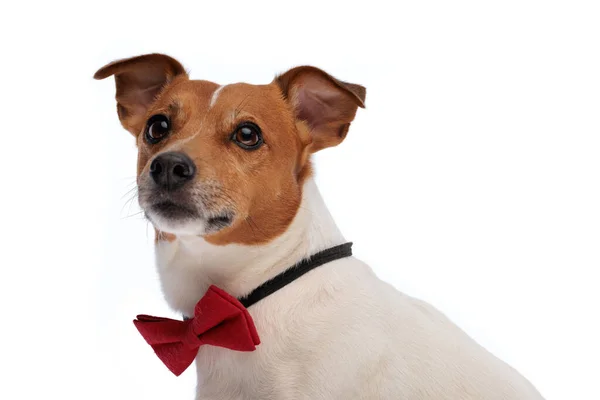 Beautiful Jack Russell Terrier Dog Red Bowtie Looking Away While — Stock Photo, Image