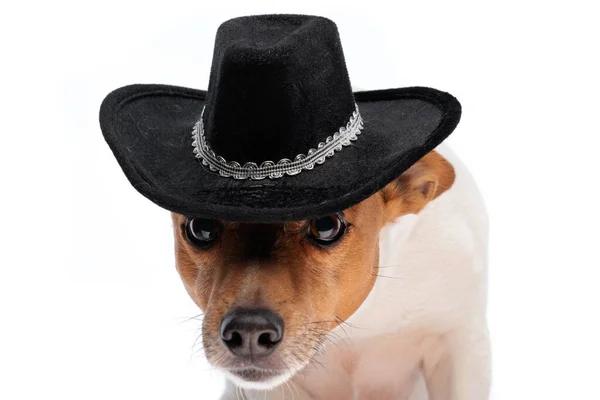 Bonito Jack Russell Terrier Cão Com Cowboy Chapéu Sentado Fundo — Fotografia de Stock