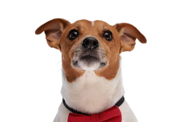 可爱的小杰克 小狗狗 戴着红色的领带 抬起头 好奇地坐在白色的背景上 — 图库照片