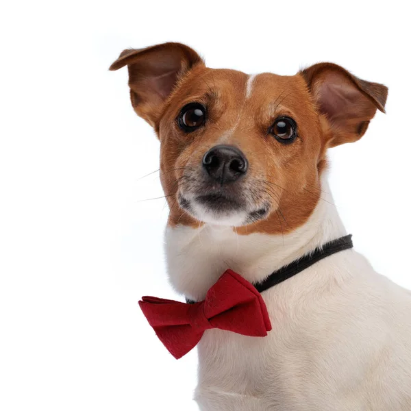 Cutout Bild Söt Jack Russell Terrier Hund Med Röd Bowtie — Stockfoto