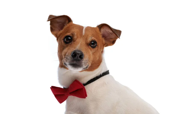 Vista Lateral Imagen Elegante Gato Russell Terrier Perrito Con Corbata — Foto de Stock