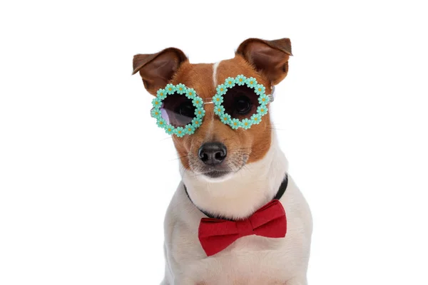 Cooler Jack Russell Terrier Welpe Mit Sonnenbrille Und Fliege Sitzt — Stockfoto