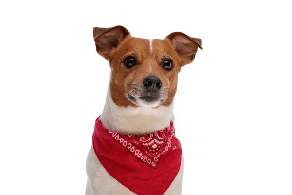 Retrato Pouco Jack Russell Terrier Cão Com Bandana Vermelha Olhando — Fotografia de Stock