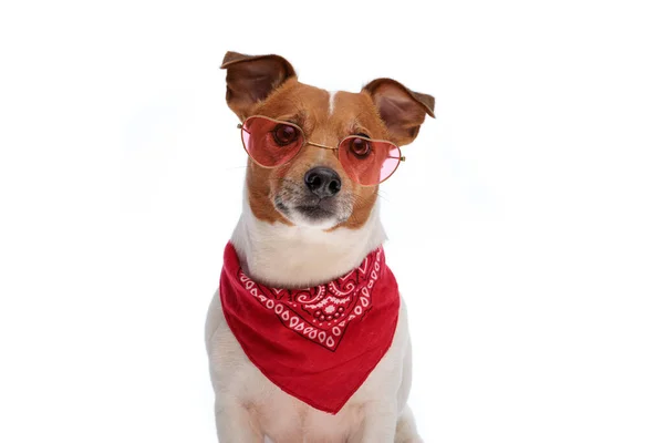 Прекрасный Маленький Джек Рассел Терьер Собака Очках Красная Бандана Глядя — стоковое фото