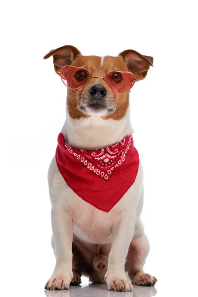 Bonito Pequeno Jack Russell Terrier Cão Com Óculos Sol Vestindo — Fotografia de Stock