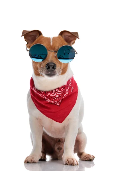 Gato Russell Terrier Perro Con Bandana Usando Grandes Gafas Sol — Foto de Stock