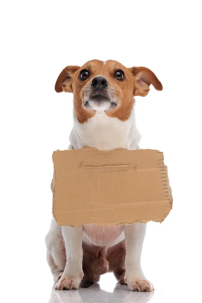 Senzatetto Bella Jack Russell Terrier Cane Guardando Implorando Mentre Indossa — Foto Stock