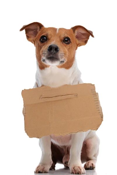 Schattig Russell Terrier Puppy Dragen Karton Teken Voor Adoptie Omhoog — Stockfoto