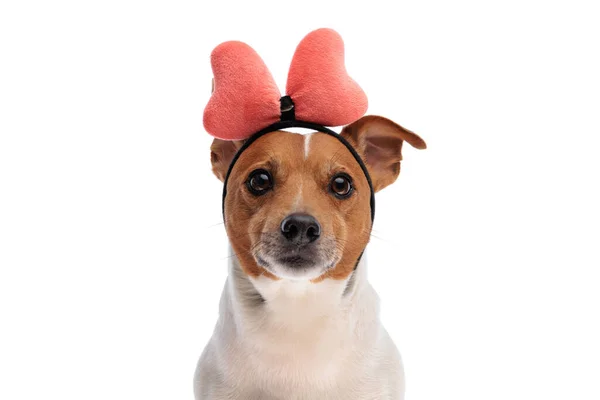 Roztomilý Malý Jack Russell Teriér Pes Nosí Růžovou Mašli Sedí — Stock fotografie