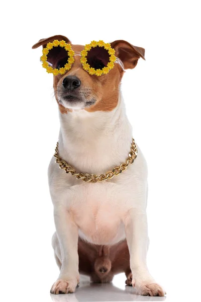 Смішний Джек Російський Тер Собака Сонцезахисних Окулярах Золотому Комірі Дивлячись — стокове фото